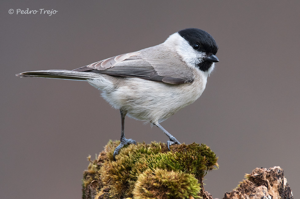 Carbonero palustre (Poecile palustris)